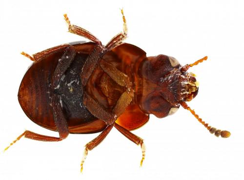 Agathidium nigrinum